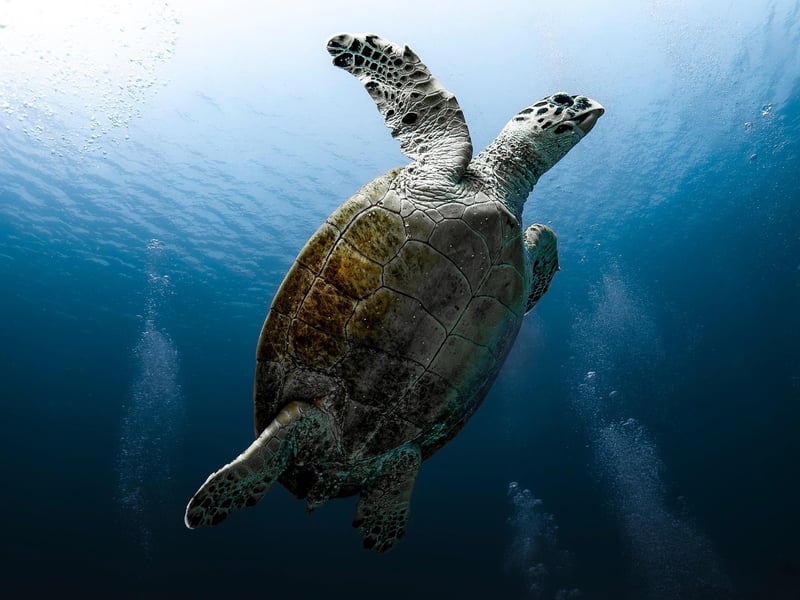 Scuba Diving